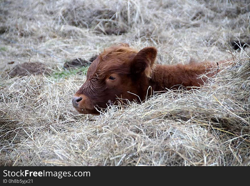 Cattle Like Mammal, Fauna, Wildlife, Calf