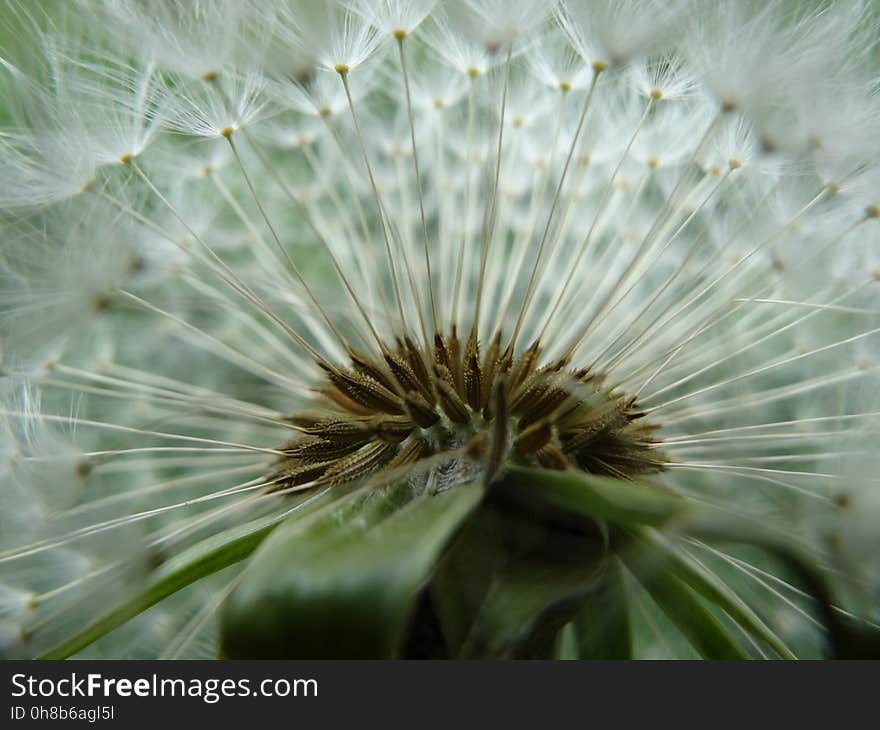 Flower, Vegetation, Dandelion, Plant