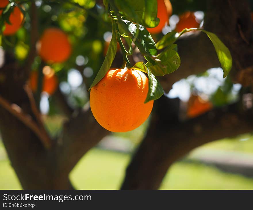 Fruit, Citrus, Fruit Tree, Orange