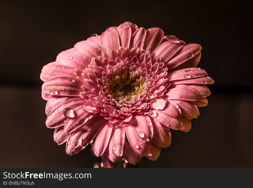 Flower, Pink, Gerbera, Flowering Plant