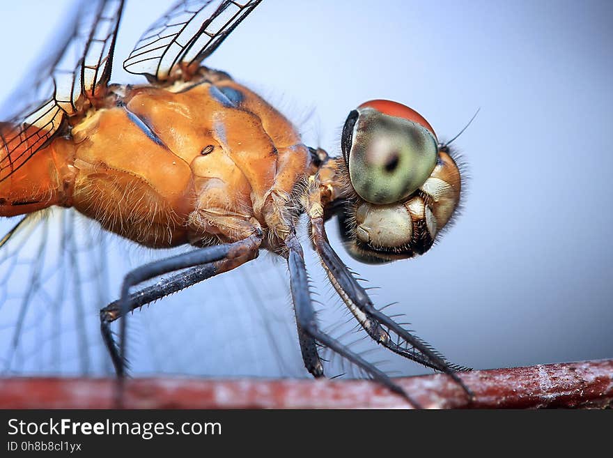 Insect, Invertebrate, Close Up, Macro Photography