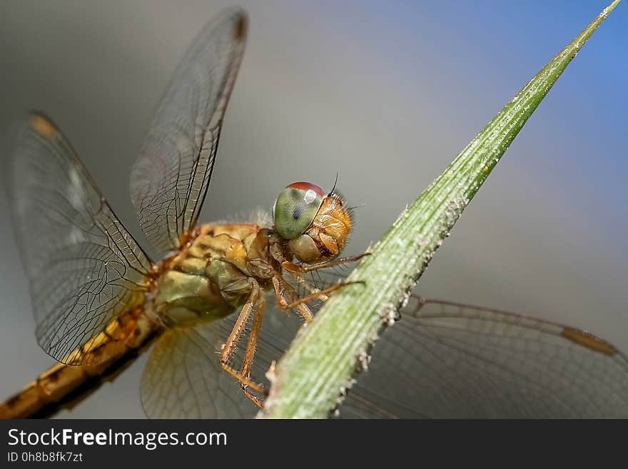 Insect, Dragonfly, Invertebrate, Dragonflies And Damseflies