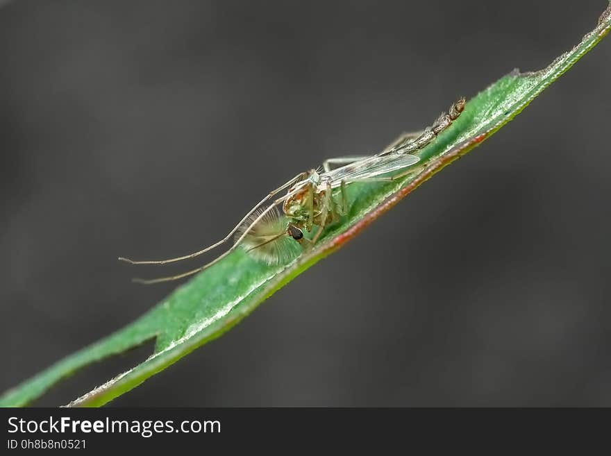 Insect, Leaf, Water, Larva