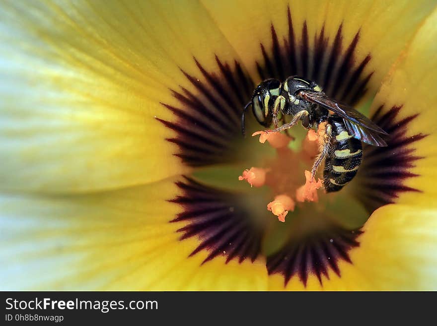 Bee, Yellow, Honey Bee, Pollen