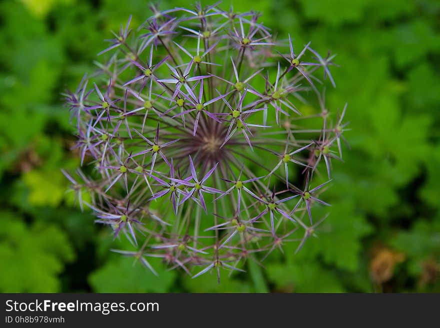 Plant, Flora, Flower, Wildflower