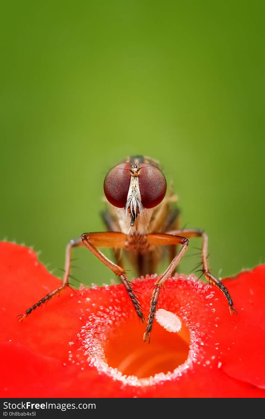 Insect, Pest, Close Up, Nectar