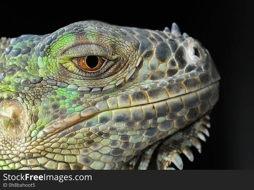 Reptile, Iguana, Scaled Reptile, Fauna