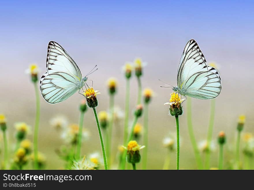 Butterfly, Flower, Yellow, Moths And Butterflies