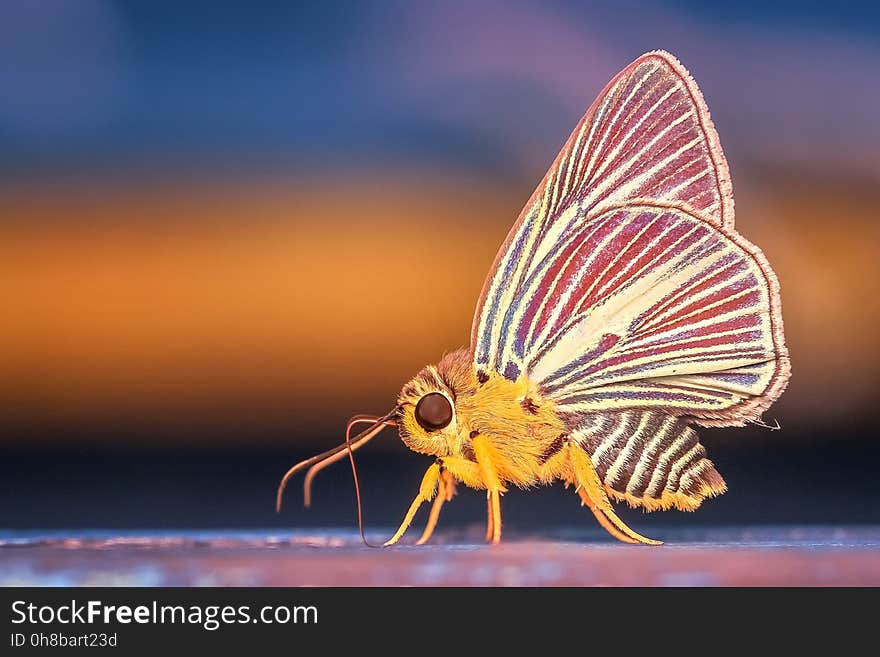 Insect, Moths And Butterflies, Butterfly, Invertebrate