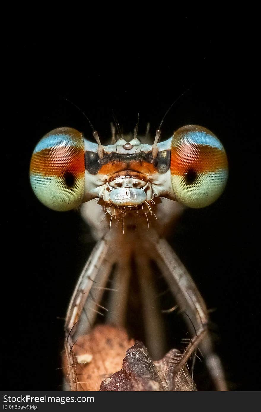 Insect, Invertebrate, Macro Photography, Organism