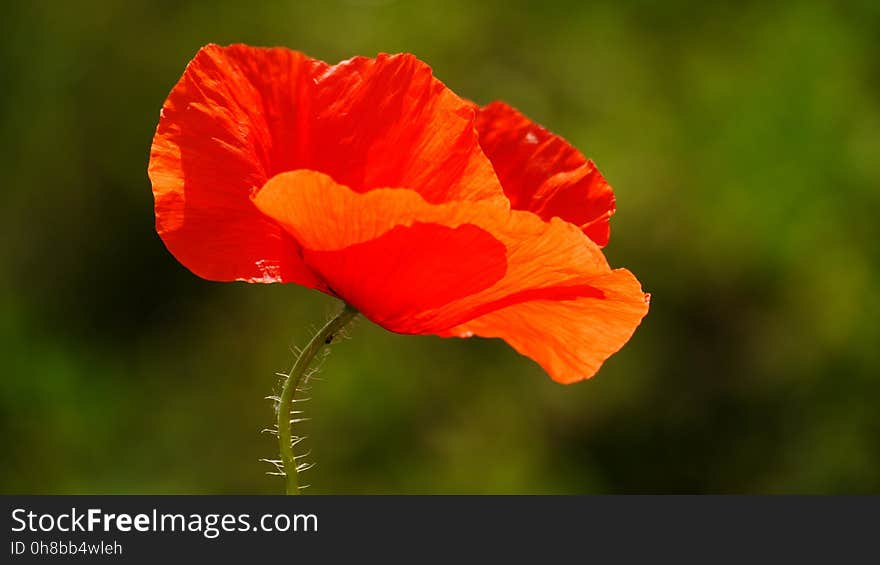 Flower, Wildflower, Poppy, Coquelicot