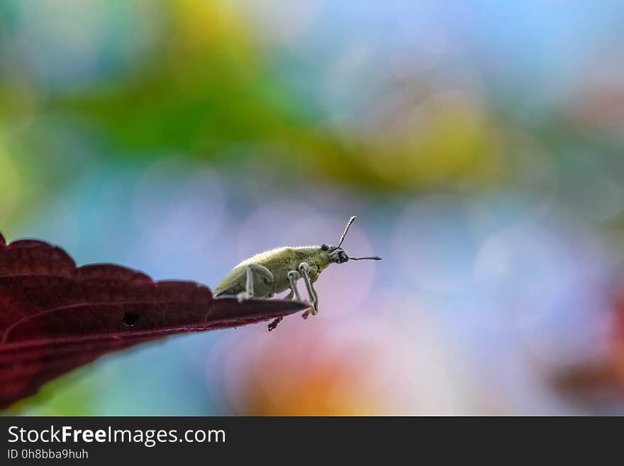 Insect, Leaf, Close Up, Fauna