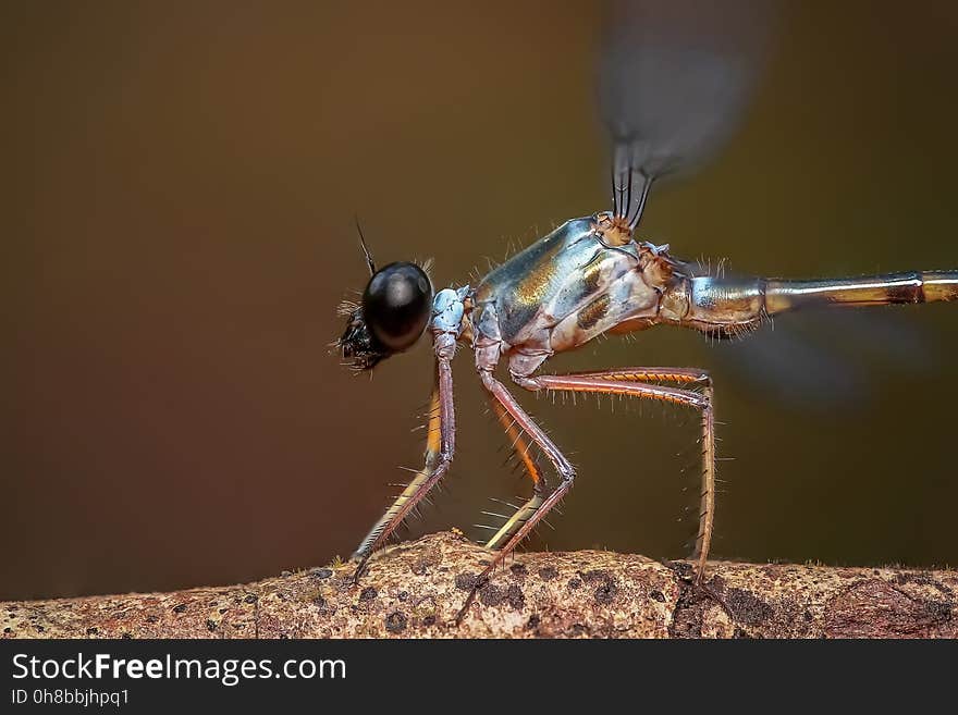 Insect, Dragonfly, Invertebrate, Damselfly