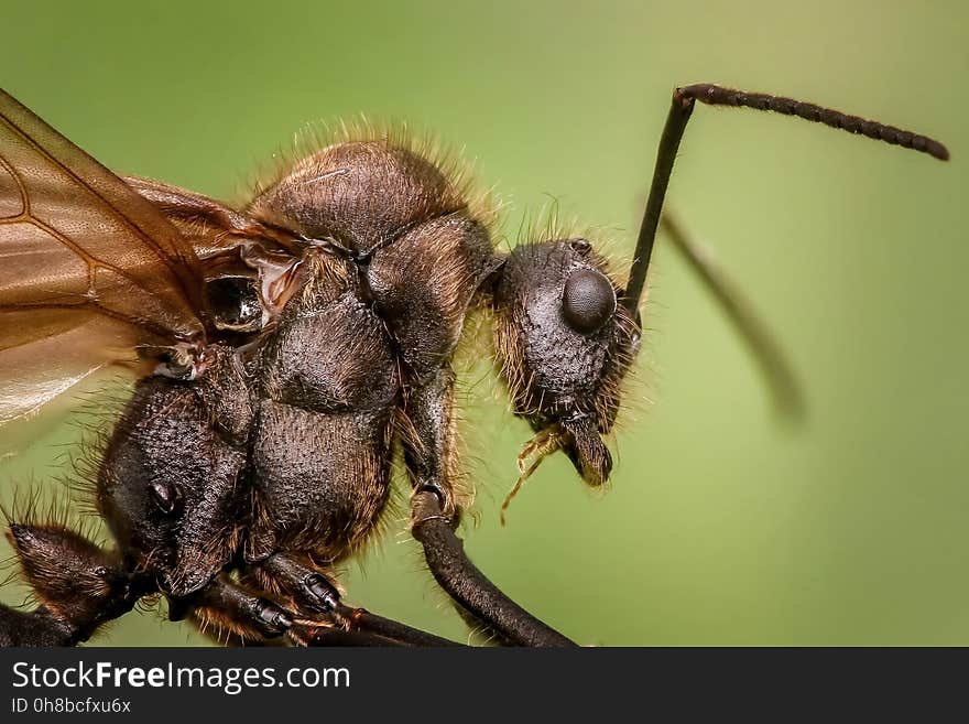 Insect, Invertebrate, Membrane Winged Insect, Pest