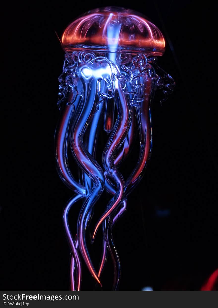 Jellyfish, Cnidaria, Organism, Invertebrate