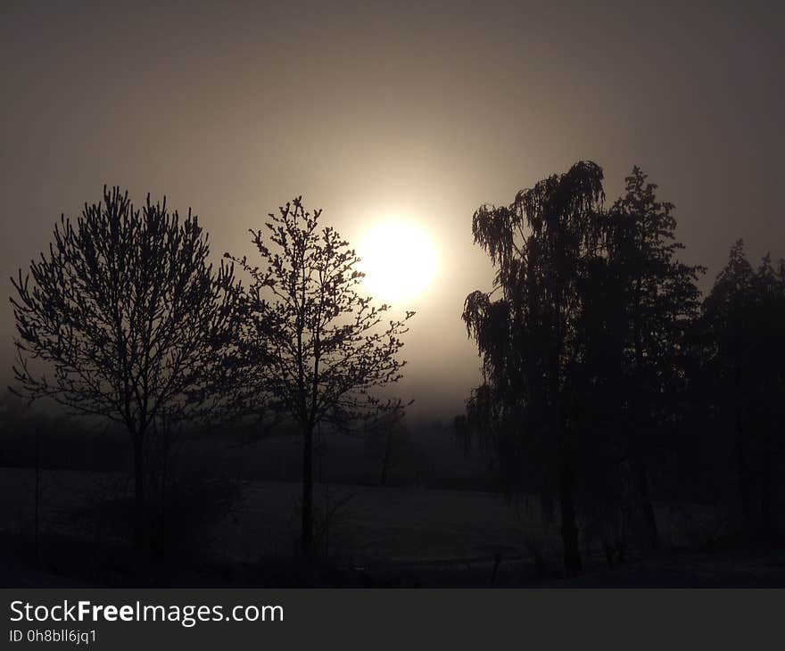 Sky, Tree, Atmosphere, Sunrise