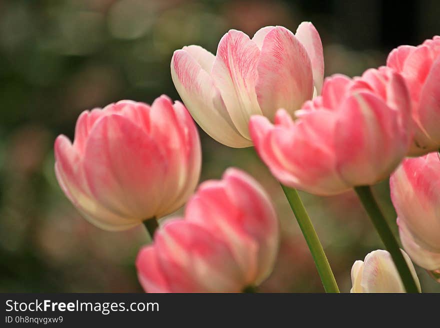 Flower, Plant, Pink, Flowering Plant