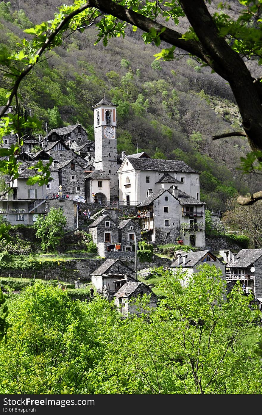 Tree, Woody Plant, Village, Town