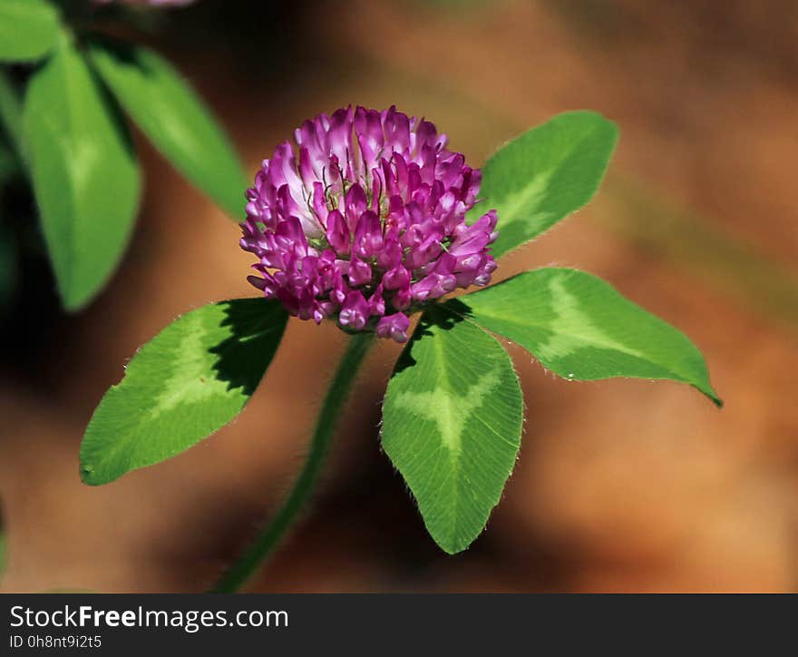 Flower, Plant, Flora, Trifolieae