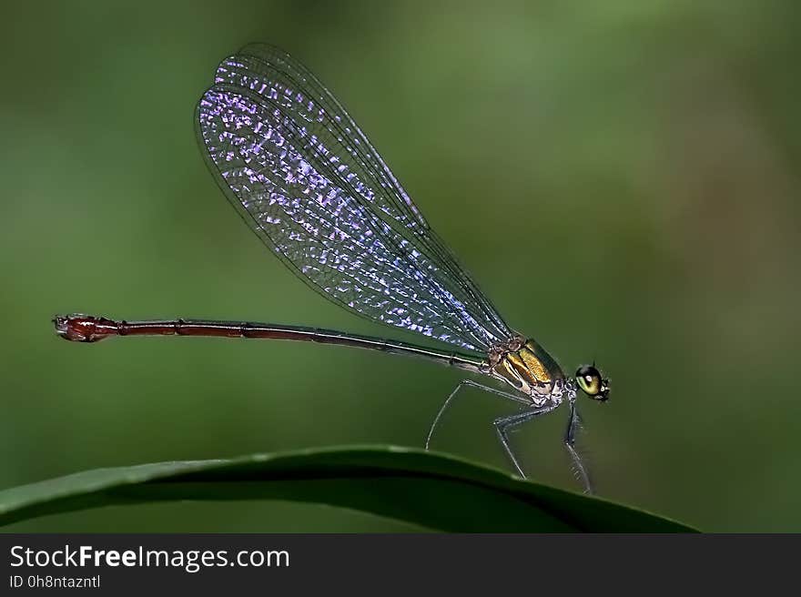 Damselfly, Insect, Dragonfly, Dragonflies And Damseflies