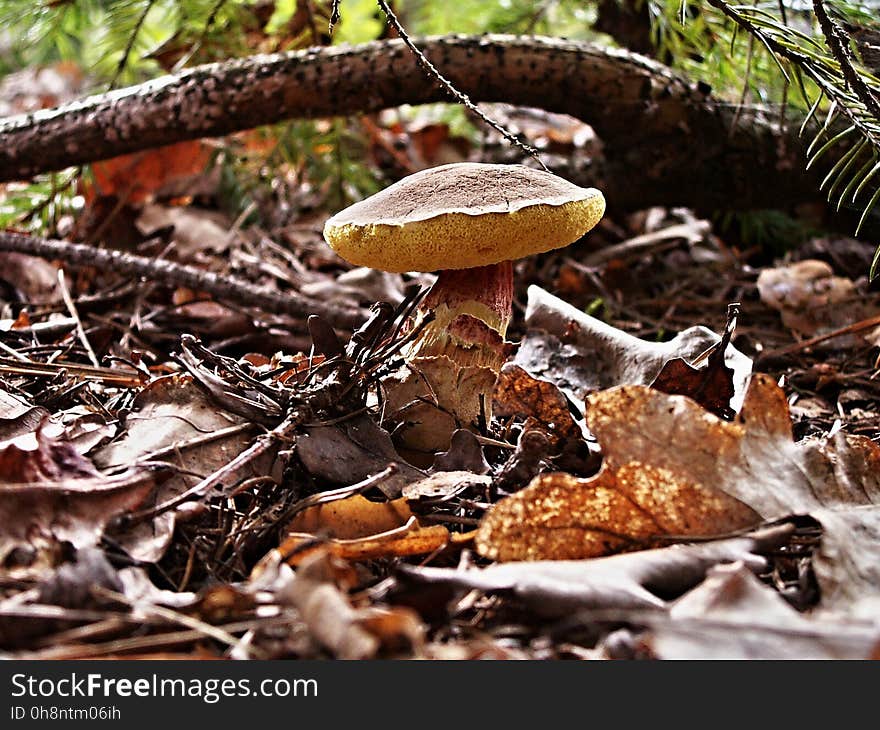 Fungus, Mushroom, Edible Mushroom, Agaricomycetes