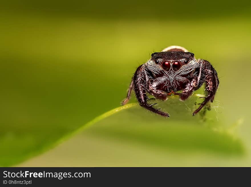 Insect, Macro Photography, Close Up, Invertebrate