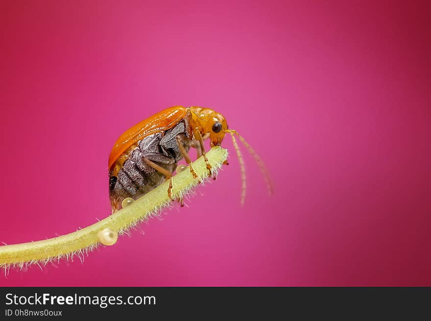 Insect, Macro Photography, Invertebrate, Close Up