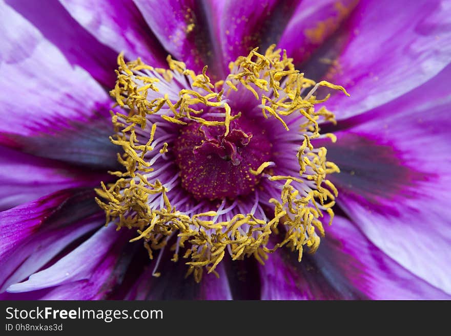 Flower, Purple, Violet, Flora