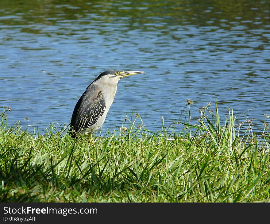 Bird, Water, Fauna, Ecosystem