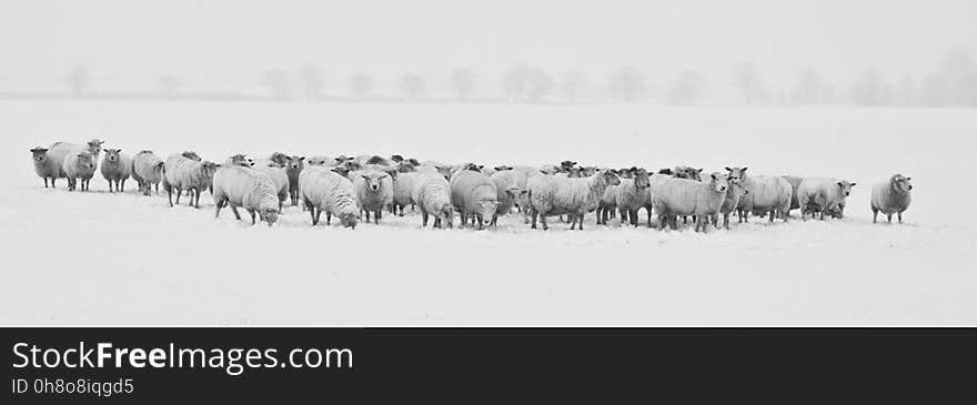 Herd, Black And White, Monochrome Photography, Animal Migration