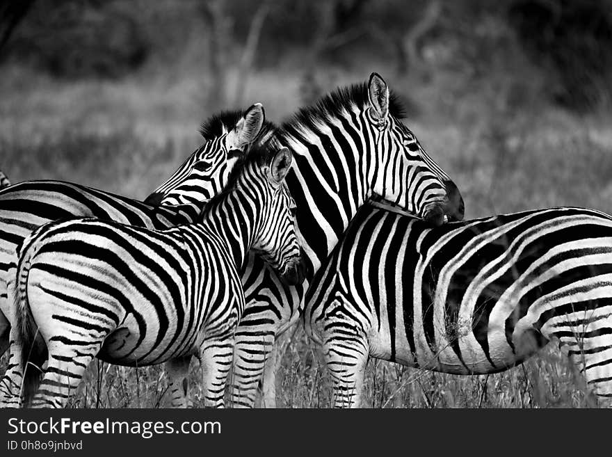 Wildlife, Zebra, Black And White, Black