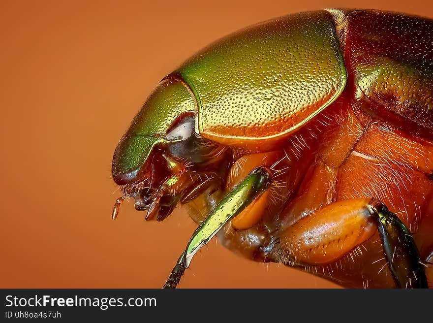 Insect, Invertebrate, Macro Photography, Close Up