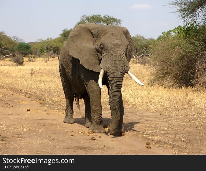 Elephant, Elephants And Mammoths, Terrestrial Animal, Wildlife