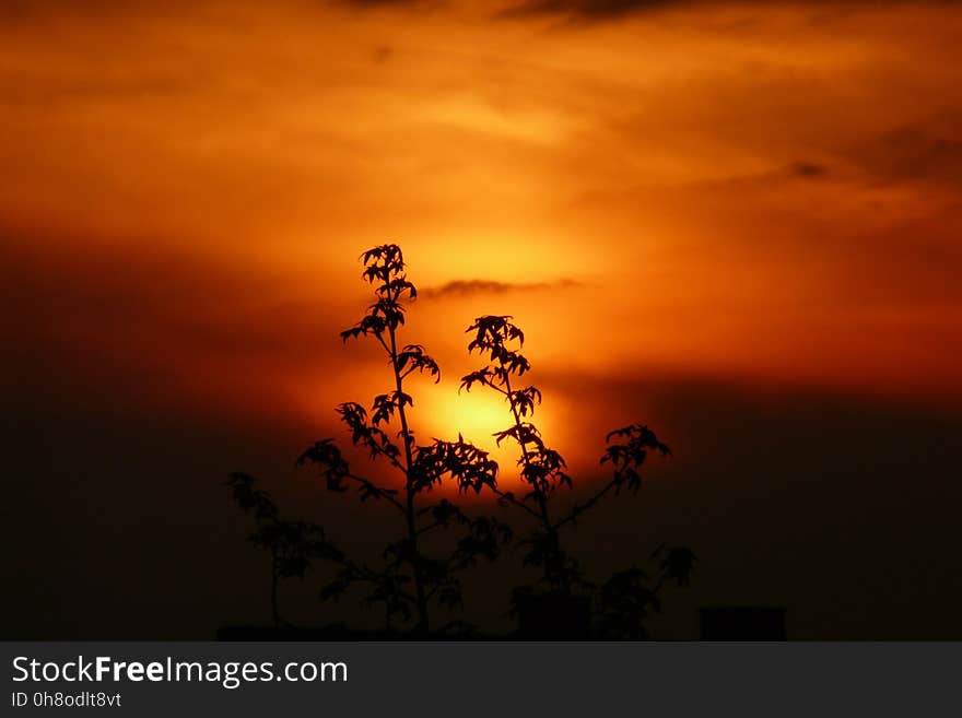 Sky, Sunrise, Sun, Sunset