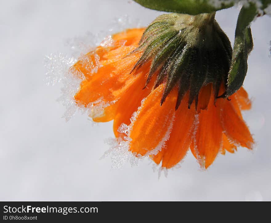 Flower, Close Up, Macro Photography, Vegetarian Food