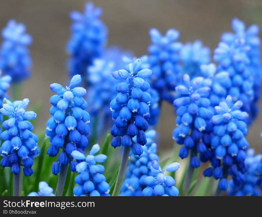 Blue, Flower, Plant, Hyacinth