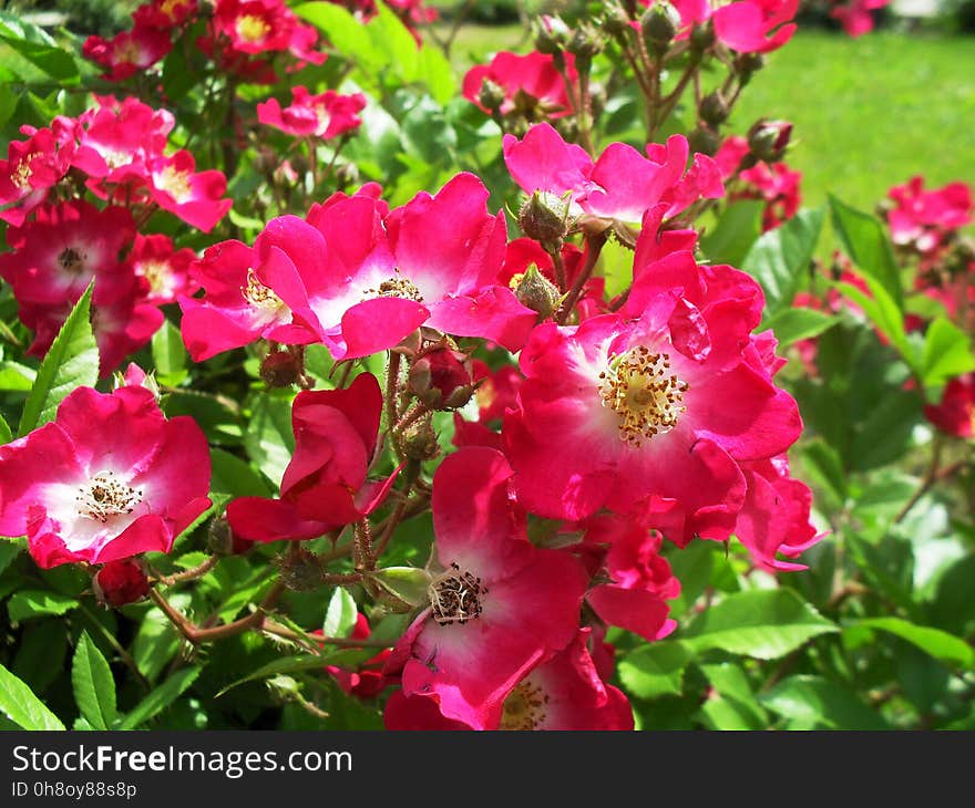 Rosa rubiginosa bush