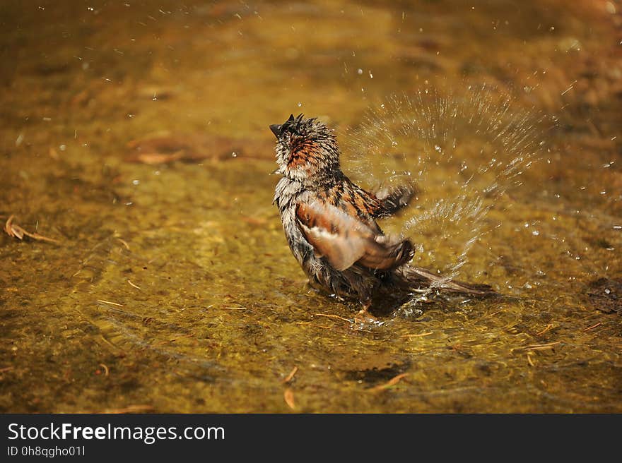 Bird, Fauna, Ecosystem, Wildlife