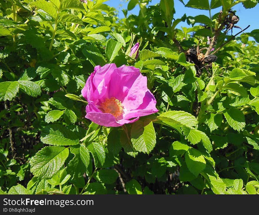 Flower, Plant, Flowering Plant, Rose Family