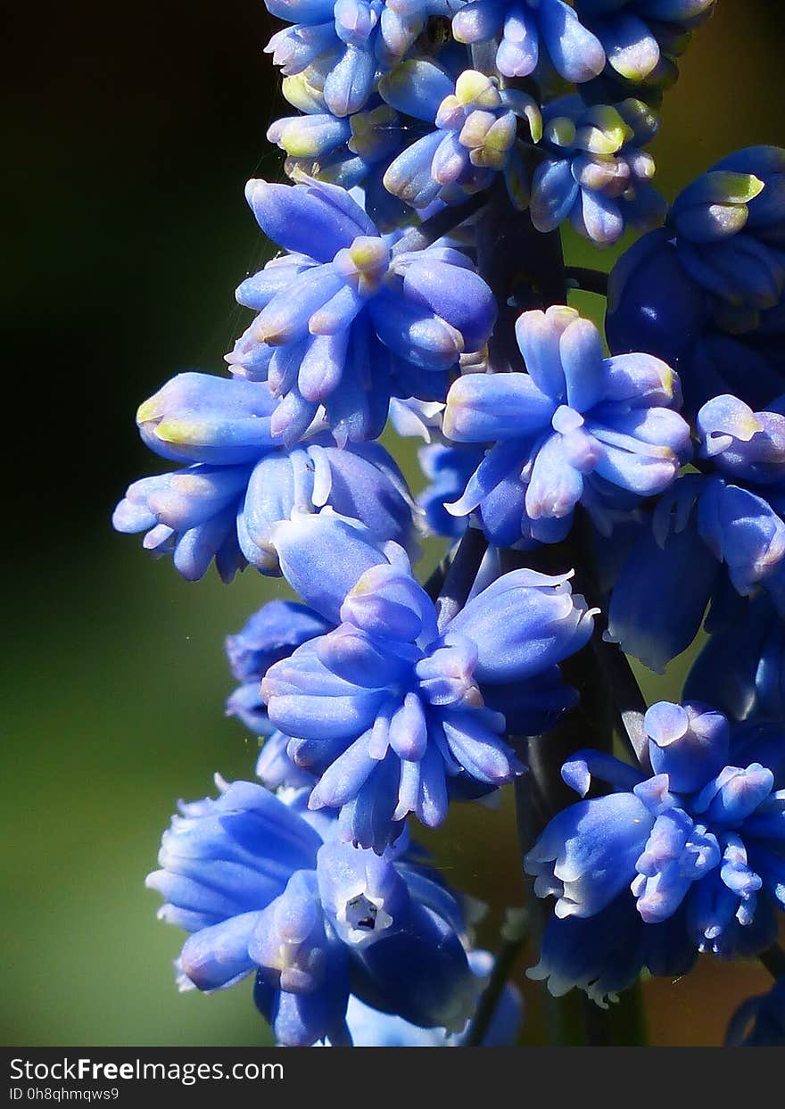 Flower, Blue, Plant, Flora