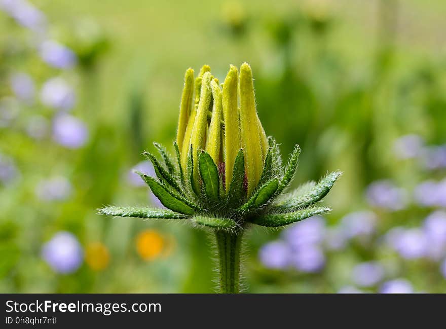 Flora, Flower, Plant, Close Up