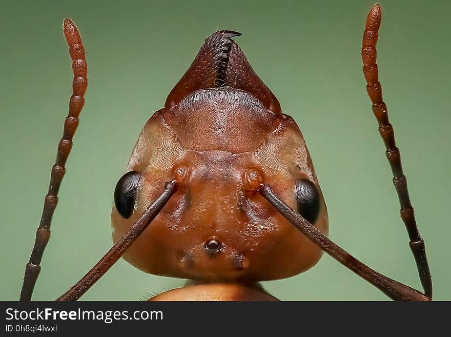 Insect, Invertebrate, Macro Photography, Close Up