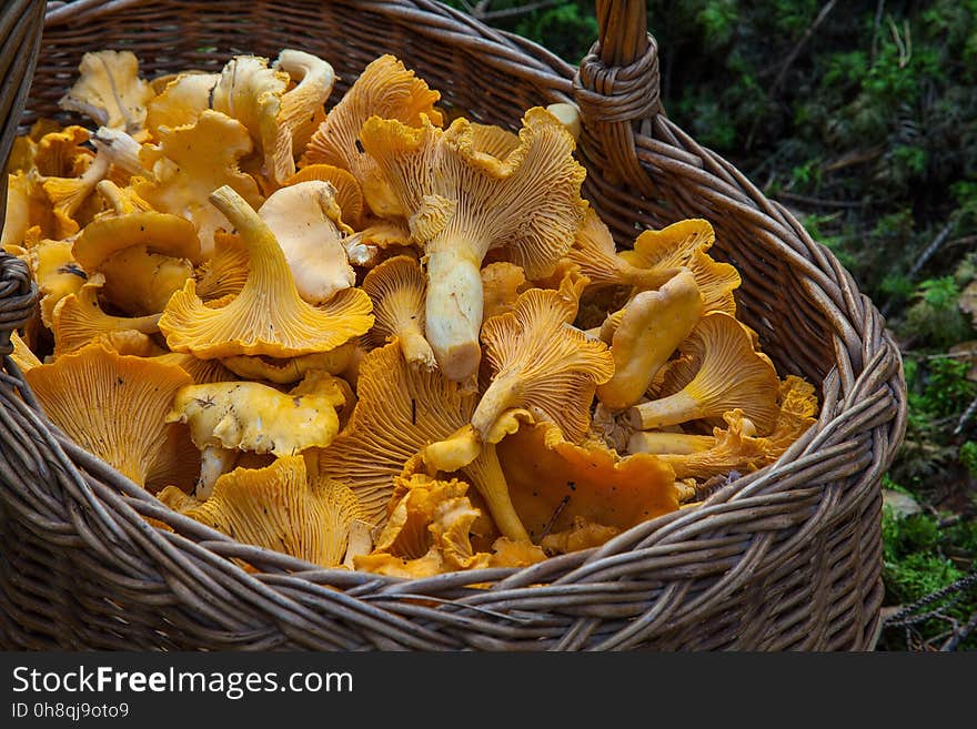 Fungus, Mushroom, Edible Mushroom, Agaricaceae