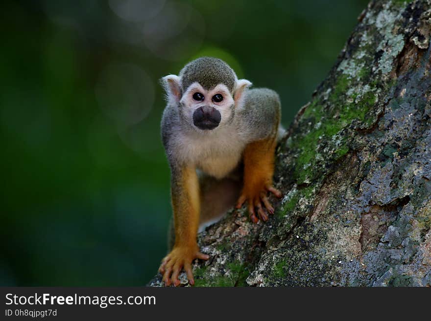 Squirrel Monkey, Fauna, Mammal, New World Monkey