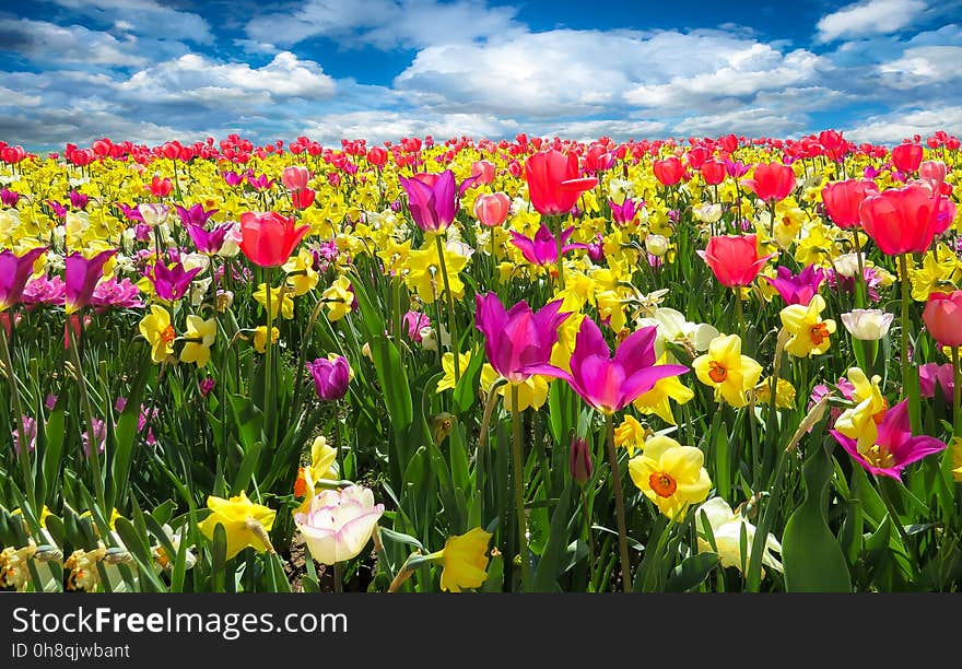 Flower, Plant, Flowering Plant, Tulip