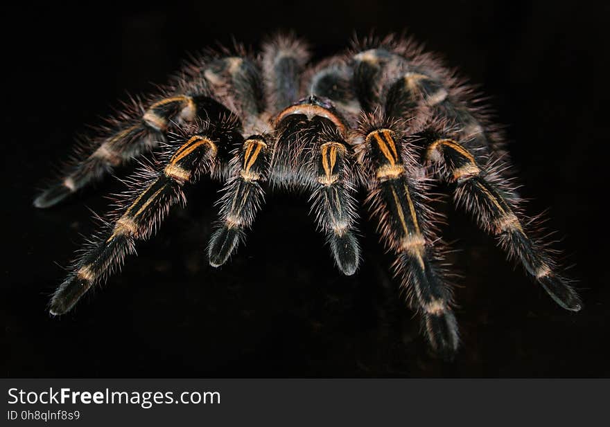 Tarantula, Invertebrate, Arthropod, Insect