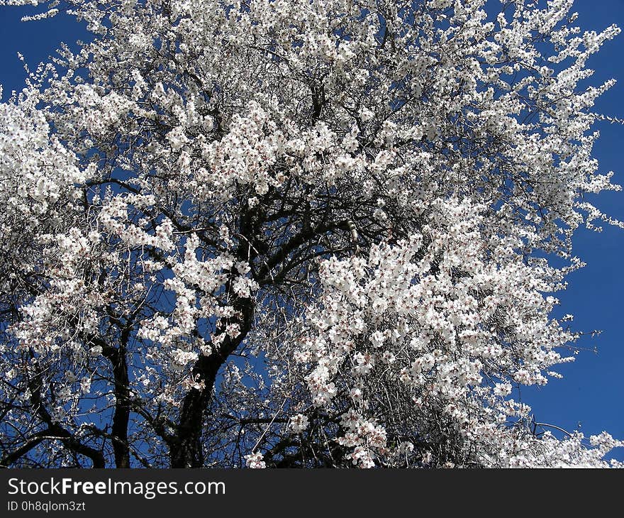 Blue, Sky, Blossom, Tree