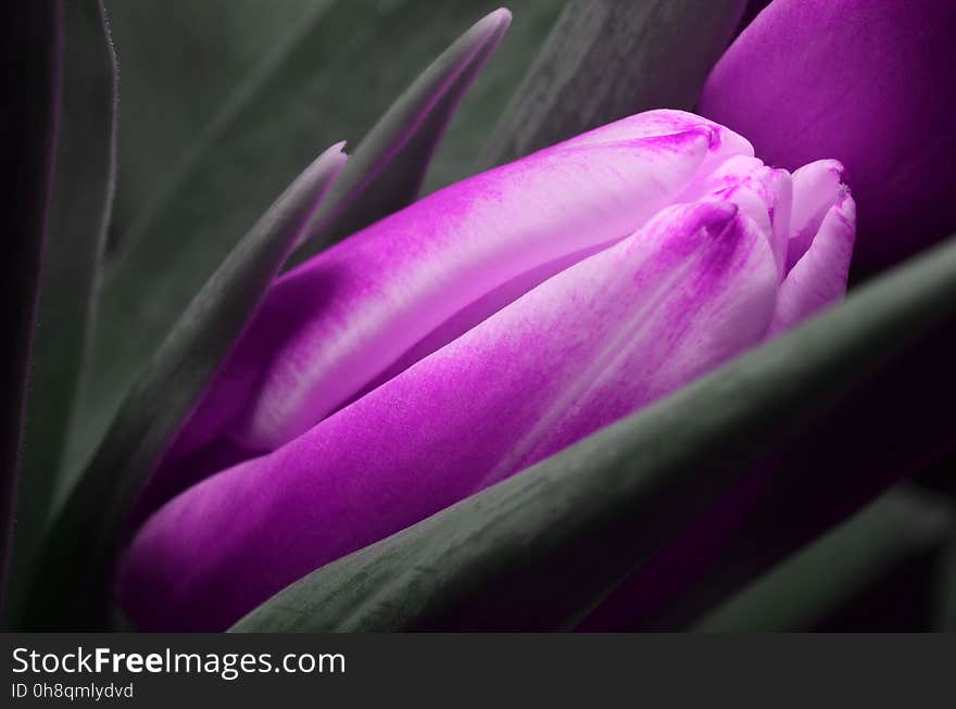 Flower, Purple, Violet, Close Up