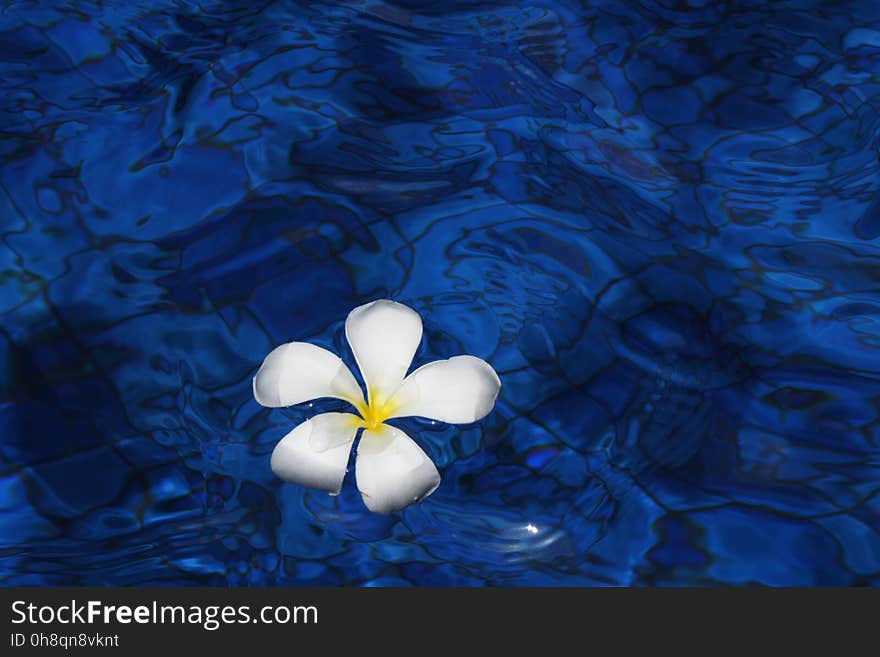 Blue, Water, Flower, Petal