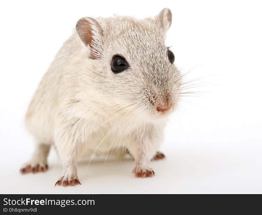 Mouse, Gerbil, Muridae, Rat